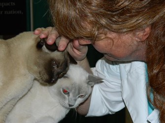 cat show cat show